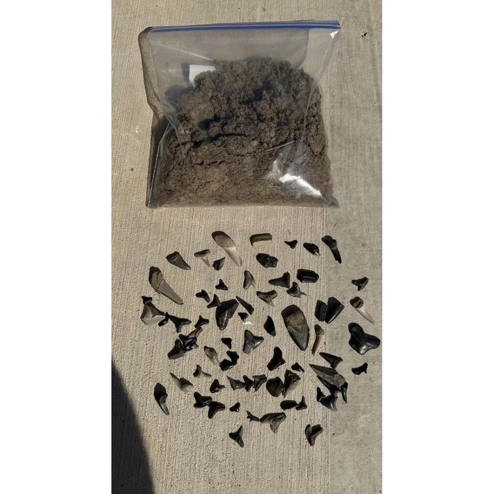 Shark Fossil Dig Bag including Meg fragments from NC and SC